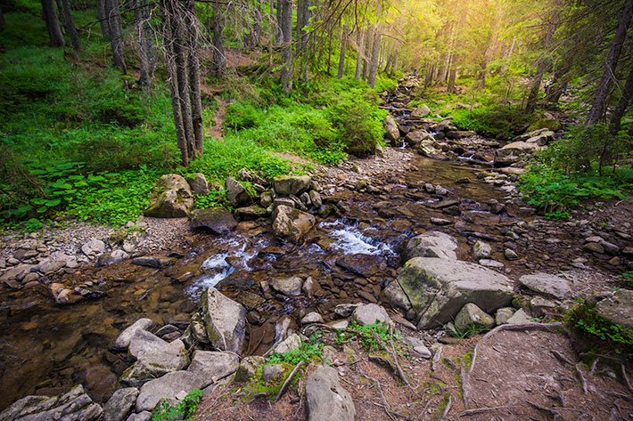 Trees and Riparian Buffer